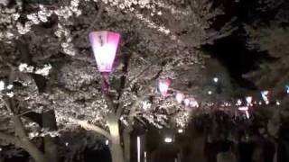 臥竜公園　桜満開2009