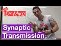 Synaptic Transmission | Neuron