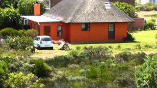 Baboons at Pringle Bay