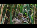 reed parrotbill nurturing chicks in nest box birdwatching in china