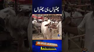 Eid-ul-Adha Holidays Announced #shorts