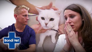 Cat Wakes Up Blind After Heart Stops During Surgery 😱 | Full Episode | E40 | Bondi Vet