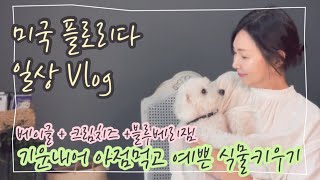 🇺🇸미국일상 vlog 🥯베이글에 크림치즈 블루베리잼 ‘이제부터 아점을 꼭 먹어볼까해요’ 플로리다 브이로그