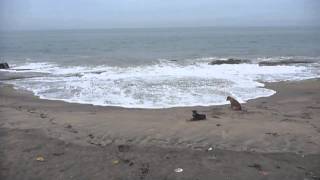 Sri Lanka,ශ්‍රී ලංකා,Ceylon,Negombo Lagoon area beach