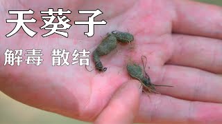 【天葵子】这颗千年老鼠屎味道如何？于是我尝了一下