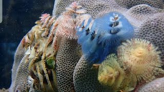 [イバラカンザシ] バリ島アメッドの水中からクリスマスツリー! Christmas tree worm