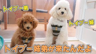 トイプー姉弟が来たんだよ　🐶ひみつきちなう！#1🐶  (チワワ トイプードル ポメラニアン ミニチュアシュナウザー ミニチュアピンシャー ビションフリーゼ マルチーズ)