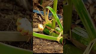 How to trap and trap chickens, part 01    #greenforestlife #survivalchallengegirls