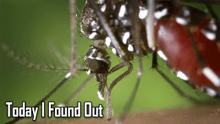 Where Mosquitoes Go During the Daytime