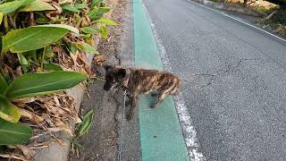 ぶどう農園の作業　愛犬と散歩　夕のルーティン　小春日和　穏やかな一日　日が入る前　畑を回る　生育状況　新品種　ぶどう農園　日々の暮らし　自然　ペット