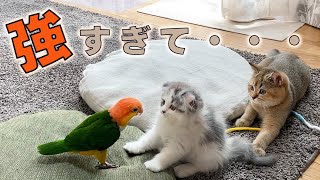 猫とインコの関係性についてお話します