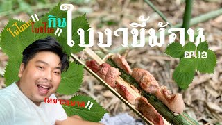 เข้าป่า!! กินใบงาขี้ม้อน ครั้งแรกในชีวิต!! รสชาติที่ต้องจดจำ EP.12[chaai pong channel] #ใบงาขี้ม้อน