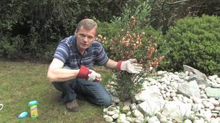 Using Roundup Gel to Get Rid of Dandelions | Video | Roundup Weedkiller