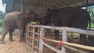 หนี2สาว มาเที่ยวสุรินทร์ ซุ้มหลังคาเขียวเขียว🐘🐘