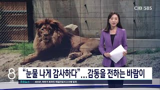 새 보금자리 안착한 갈비뼈 사자 ‘바람이’에 전국서 응원 봇물