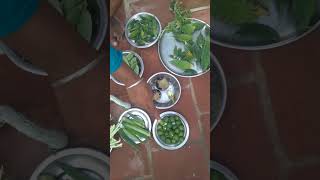 😍காய்க காய் வாங்கமா 😃#Terrace garden Harvest #shorts trending #👌🏻