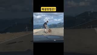 도로에서 소가 길을 막고 있을때 해결방법 말해줘 #도로 #가축 #길막