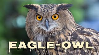 Eurasian eagle-owl hooting