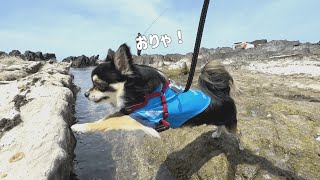 久しぶりの海、去年より水に慣れてきた犬の成長を感じた日。