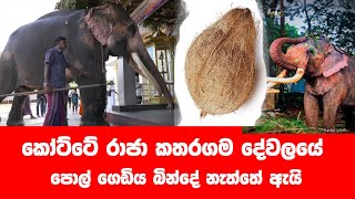 කෝට්ටේ රාජා දේවාලයේ පොල් ගෙඩිය නොපැගුවේ ඇයි