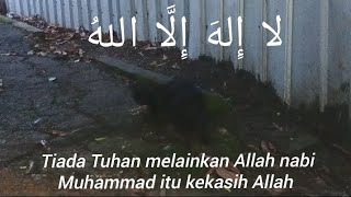 episod 225 jom dengar zikir sambil berzikir sambil tengok kucing jalanan makan,pahala dapat Aaminn