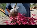 discovering shin deshojo japanese maple bonsai🍁