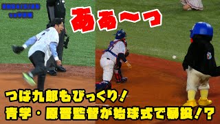 つば九郎もびっくり！　青学・原晋監督が始球式で暴投！？　2024/3/29 vs中日