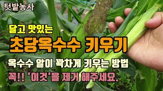 텃밭농사 옥수수 달고 맛있고 알이 꽉차게 키우는 방법 옥수수 이삭 제거하기 초당옥수 재배 방법