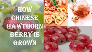 How to grow the magic Chinese Hawthorn (All parts of plant are  used to make Herbal medicine)