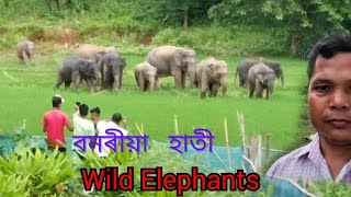 Wild Elephants at Hatogaon/Goalpara//Assam.