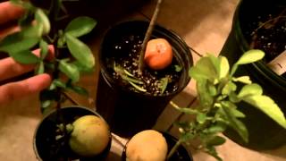 Cold Hardy Citrus - Satsuma, Ancient Yuzu, Trifoliate Wild Orange