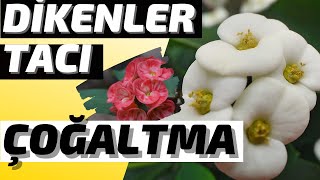 GARANTİLİ ve UYGULAMALI 💯 DİKENLER TACI ÇOĞALTMA  ✅ (Euphorbia Milii)