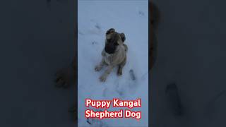 Gorgeous Kangal Shepherd Dog Puppy