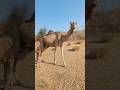 Dont tuch my baby camel | Dangerous mother camel #animals #camel #shortvideo #viral