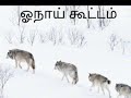 ஓடுகா்லி உதயகுமார் 60ம் கல்யாணம்😱கருப்பியின் magic miracle😱மொக்கைகிழவி பரிதாபம்😱ஓநாய் கூட்டம் ஆட்டம்