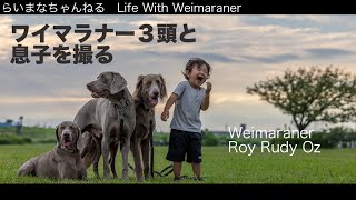 大型犬ワイマラナー３頭\u0026２歳男の子を何とか撮る！【お散歩動画】