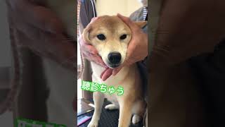 聴診ちゅう #トリミング #動物病院 #ひょうぺ #柴犬