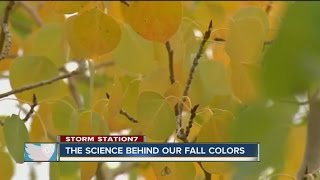 Science of fall color and why this Colorado's fall color viewing season may be short