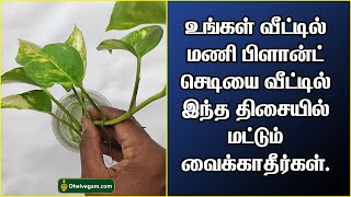 மணி பிளான்ட் செடியை வீட்டில் இந்த திசையில் மட்டும் வைக்காதீர்கள்.