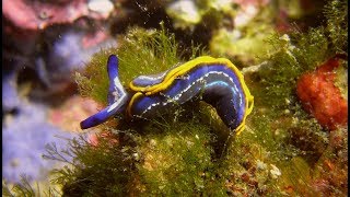 Sea Slugs of the Mediterranean Sea - 25 species Nudibranchs \u0026 Sea Slugs