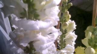 Bumble Bee in Snapdragon