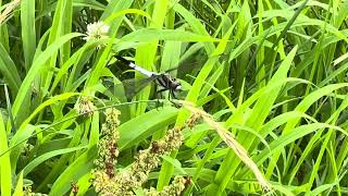 田んぼの畦にいたシオカラトンボ 20240706 #Dragonfly