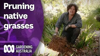How to prune native grasses and clumping plants | Australian native plants | Gardening Australia