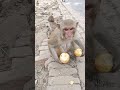 monkey bhai kitna khush hai🥰🐒🙏🤣 monkey funny cute respect animals