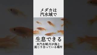 メダカ好きの為のオモシロ雑学【#4】　#雑学  #メダカ　#ai