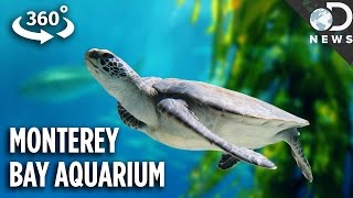 The Incredible Tech Inside California's Most Famous Aquarium (360 Video)