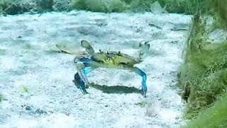 Scuba diver and crab share adorable interaction