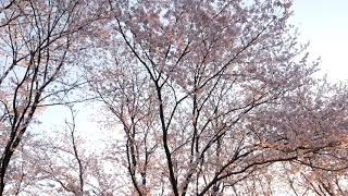 柏崎市の桜と朝陽2019☆04☆18☆5:40☆polaris