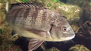 クロダイ　Black sea bream　Acanthopagrus schlegelii