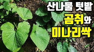 집에서 곰취 재배하는 방법 미나리싹 재배 산나물 텃밭 소개